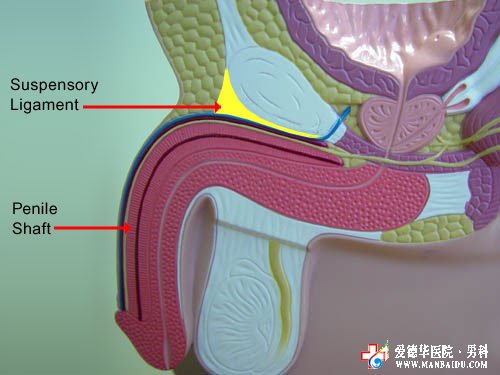 為什么勃起時間會很短?