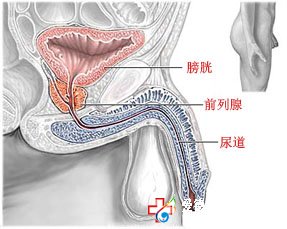 男性尿道滴白是急性前列腺炎嗎_九江醫大醫院