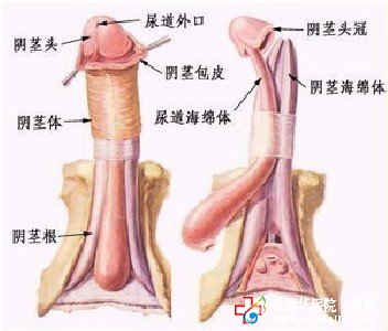 包莖對性生活有什么影響？ 九江醫大醫院
