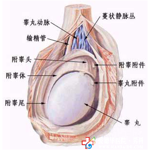 附睪炎，不只是炎癥那么簡單 九江醫(yī)大醫(yī)院