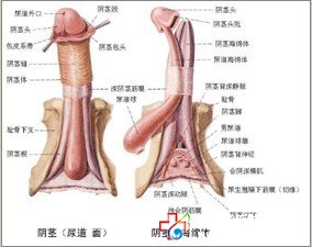 陽痿