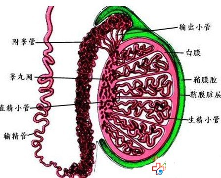 得了梗阻性無精癥怎么辦