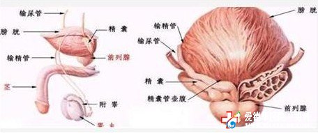 預防前列腺炎，從生活習慣入手