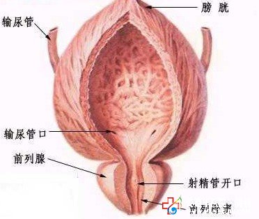 男性排尿困難，當(dāng)心前列腺炎