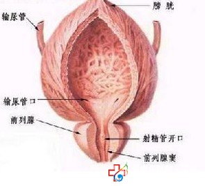 專家講解前列腺增生的危害有哪些