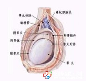 睪丸一大一小怎么辦-九江男科醫院